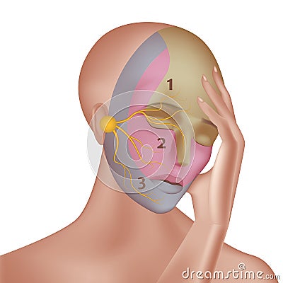Trigeminal nerve with indication on the face. Vector Illustration